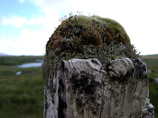 bildweise natur