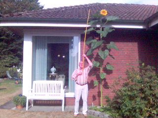 Sonnenblume an Dachrinne