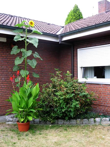 bildweise sonnenblume
