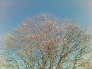 Blauweisse