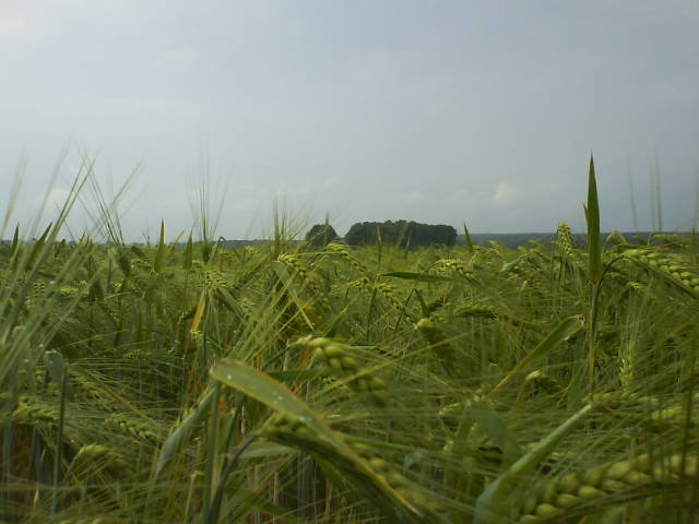 Regenkorn