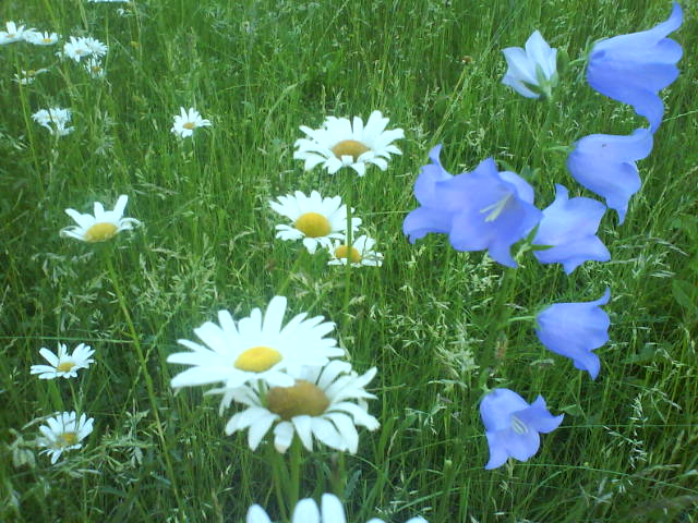 Garten als Sommer!