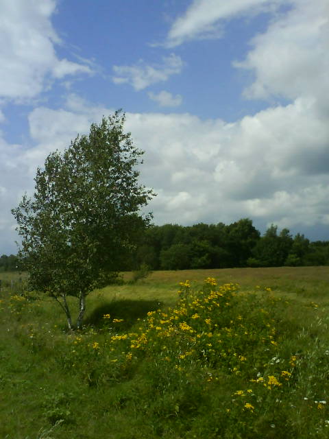 Birkenwind