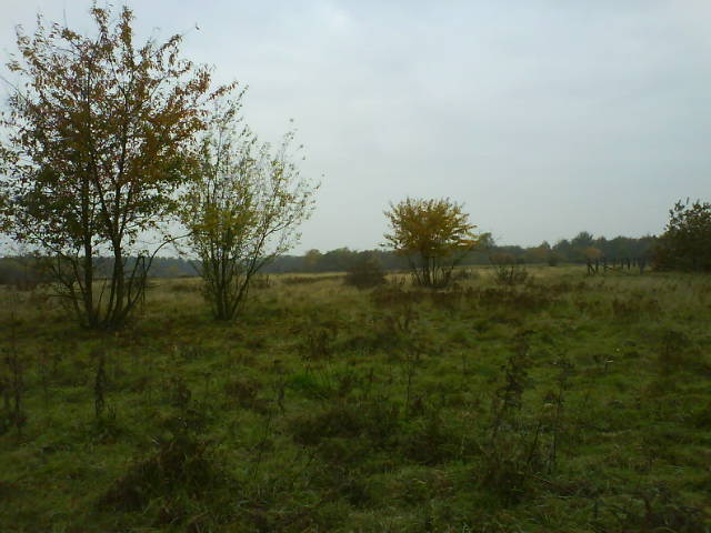 Graublaue