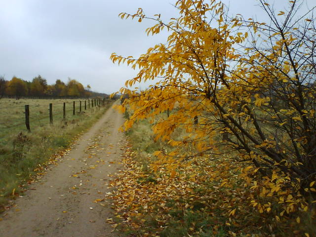Lostlaub