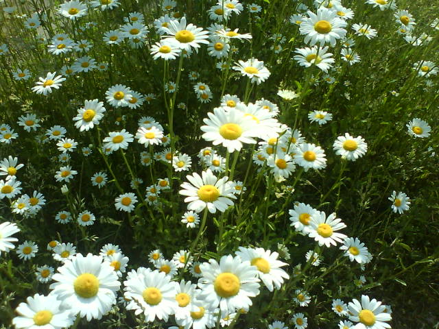 Blumencontent