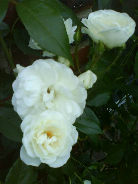 Ohne RegenRosen.