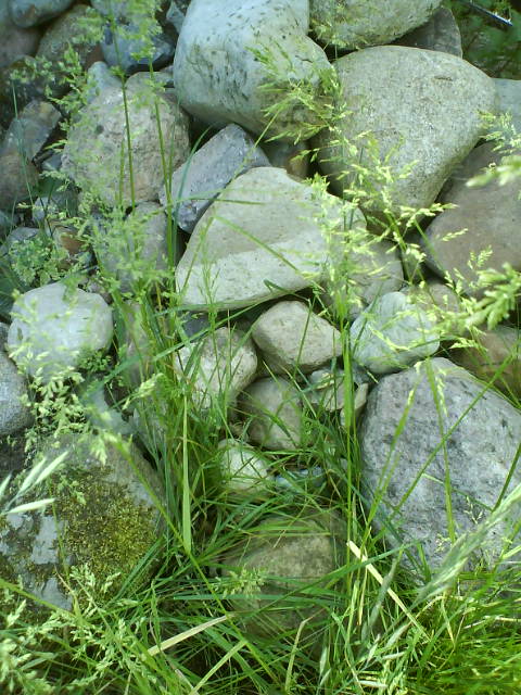 MussMaehGrass