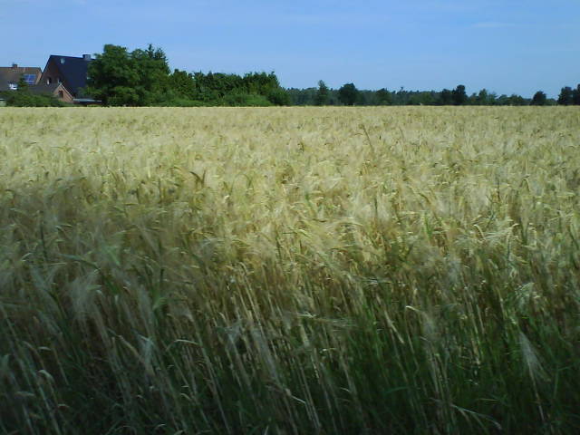 Sommerwind