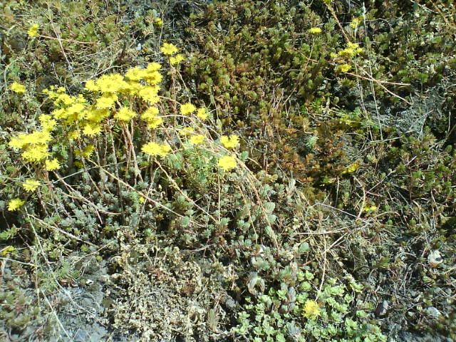 Schweden in Ottenbeck  #1