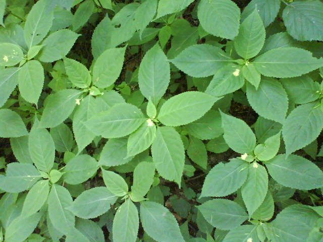 Knallkraut