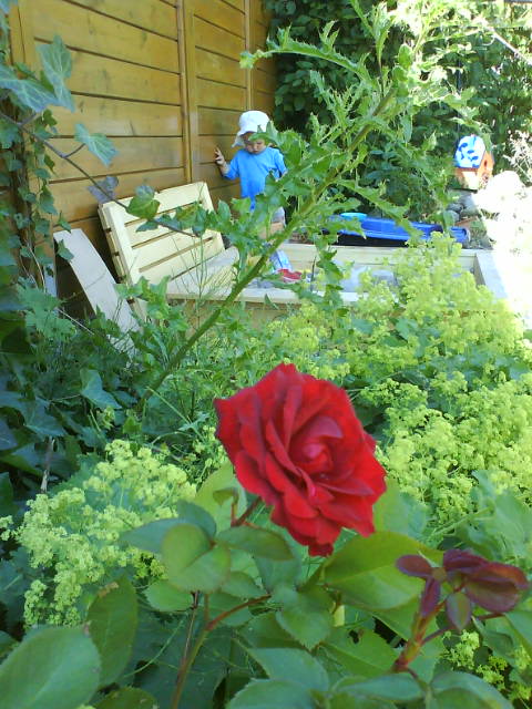 Distelversteck