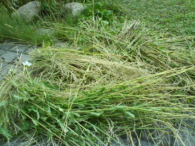 Margeritenrelikte