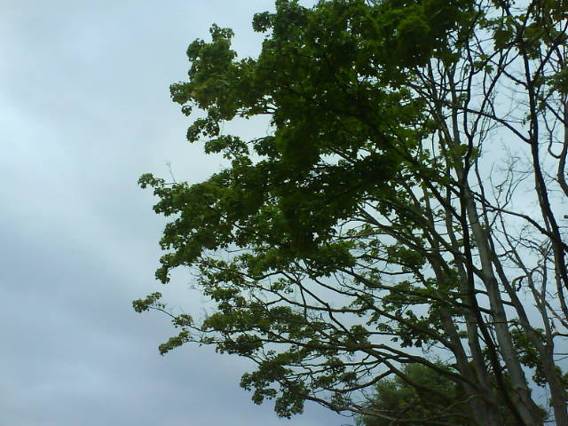 Gewitterbaum