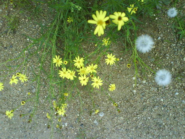 3Flauschgelb
