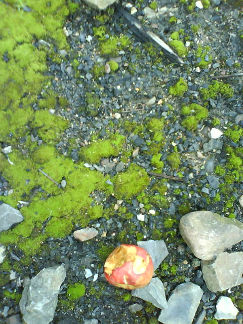 Herbst