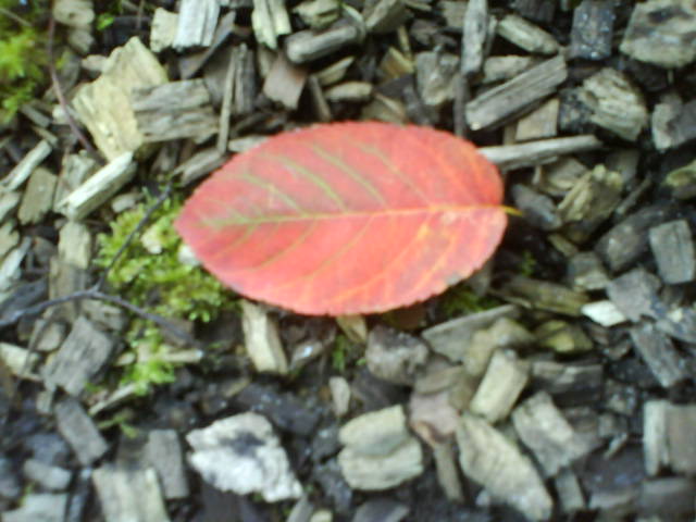 Letzter Herbst fuer heute…