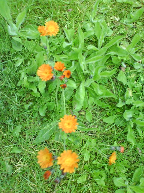 Drumherummaehblume