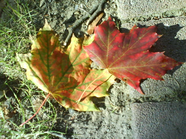 RevisionHerbst