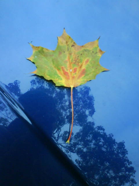 BlauBlatt