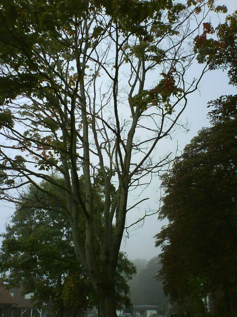 Wohl Nebel in der Faelliste…