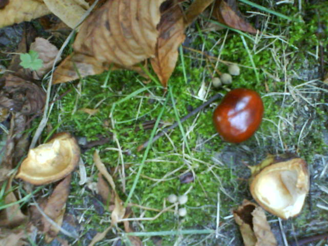 Herbstnachlese, heute.