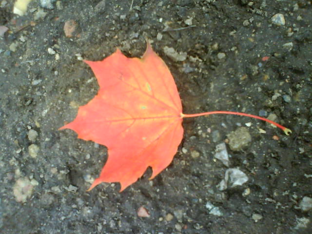 BlickBlatt.