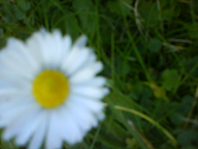 Unscharfblumen.
