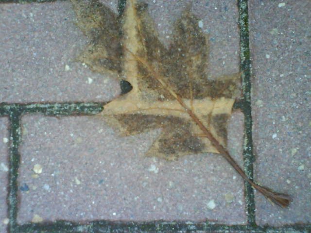 Struktoblatt