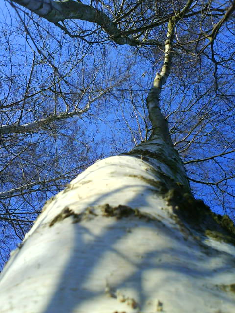 Birke, blau.