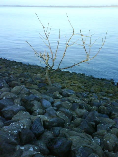 Fortsatz