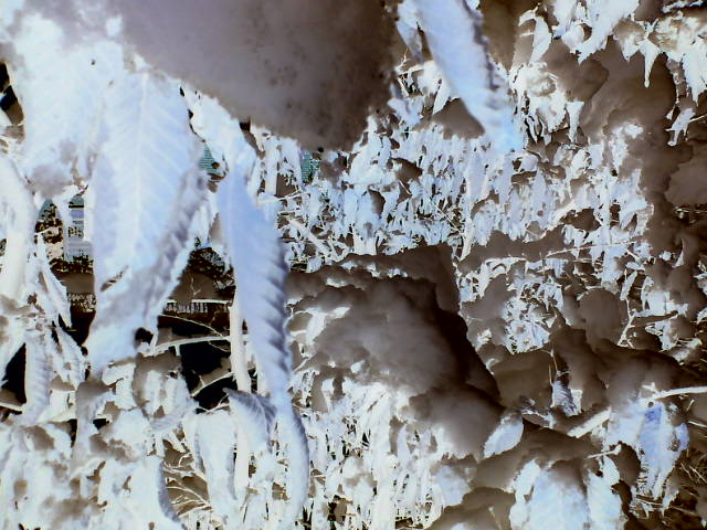 Treesixty