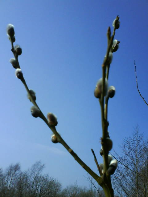 Frühling, Bote.
