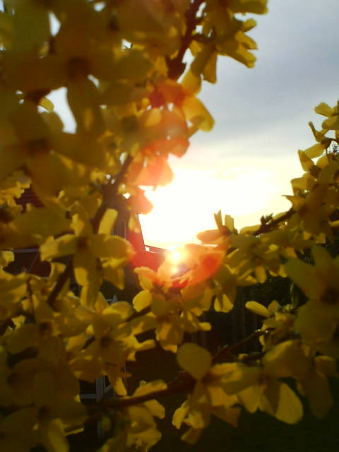 YellowTemp