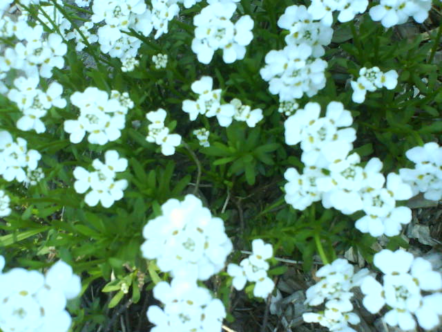 Weissunbekannt