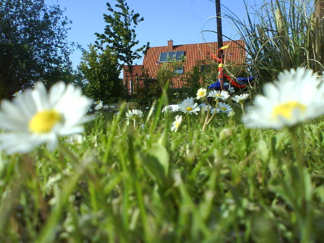 Im Gras.