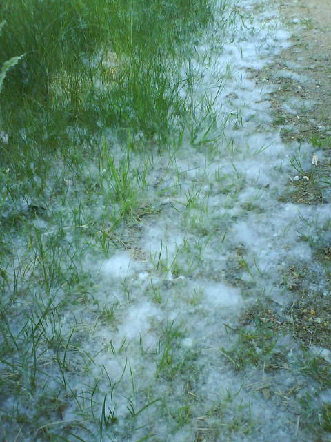 Schneemai