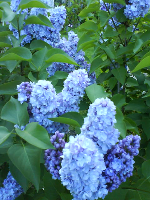 Blumel, blau