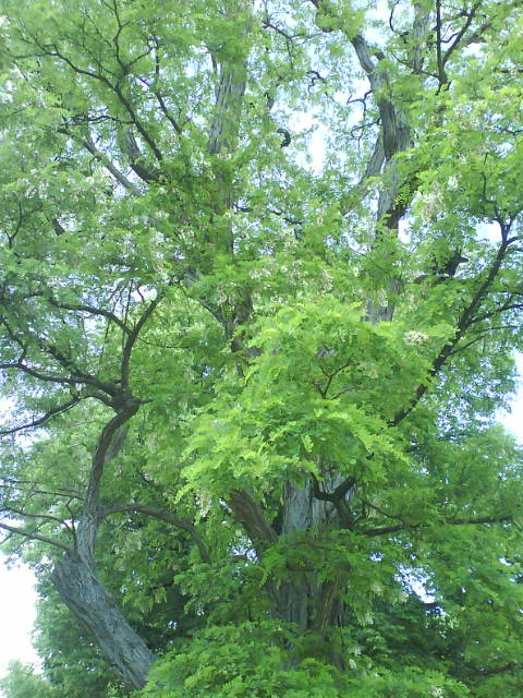 Baum geht immer.