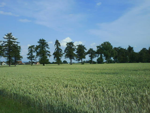Weiter