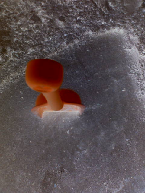 eNLanded