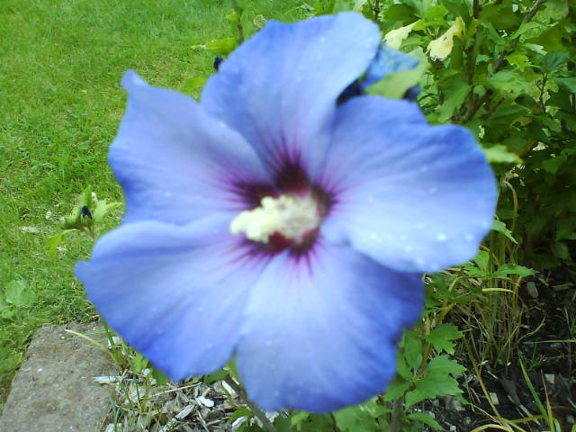 Rote Blume