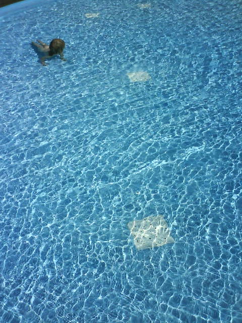 Robbe, Schwimmkrabbeln.