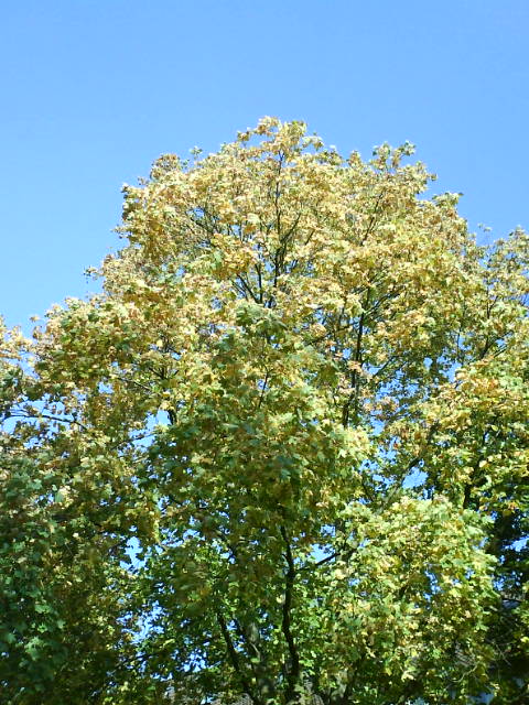 Herbstwahl