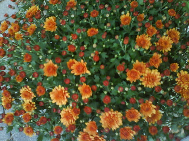 Herbscht