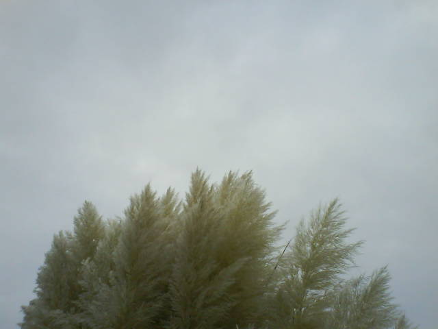 Whitebaer