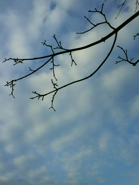 Gecko