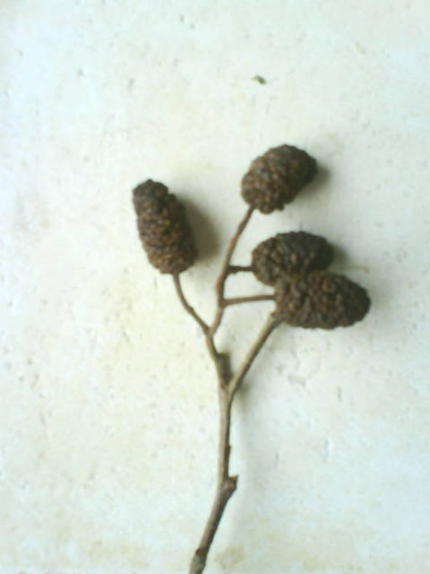 Was sind das fuer Baumfruechte?