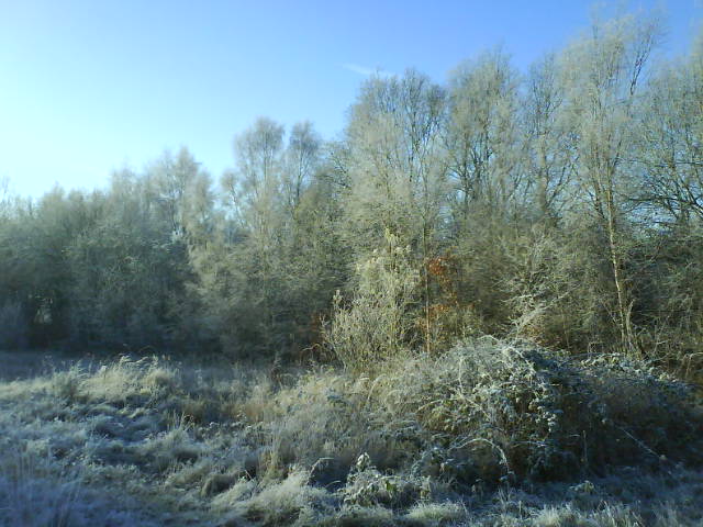 Weissknoetter