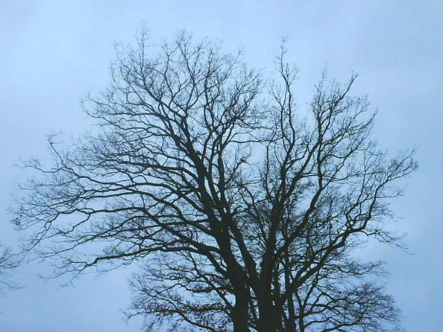Raben